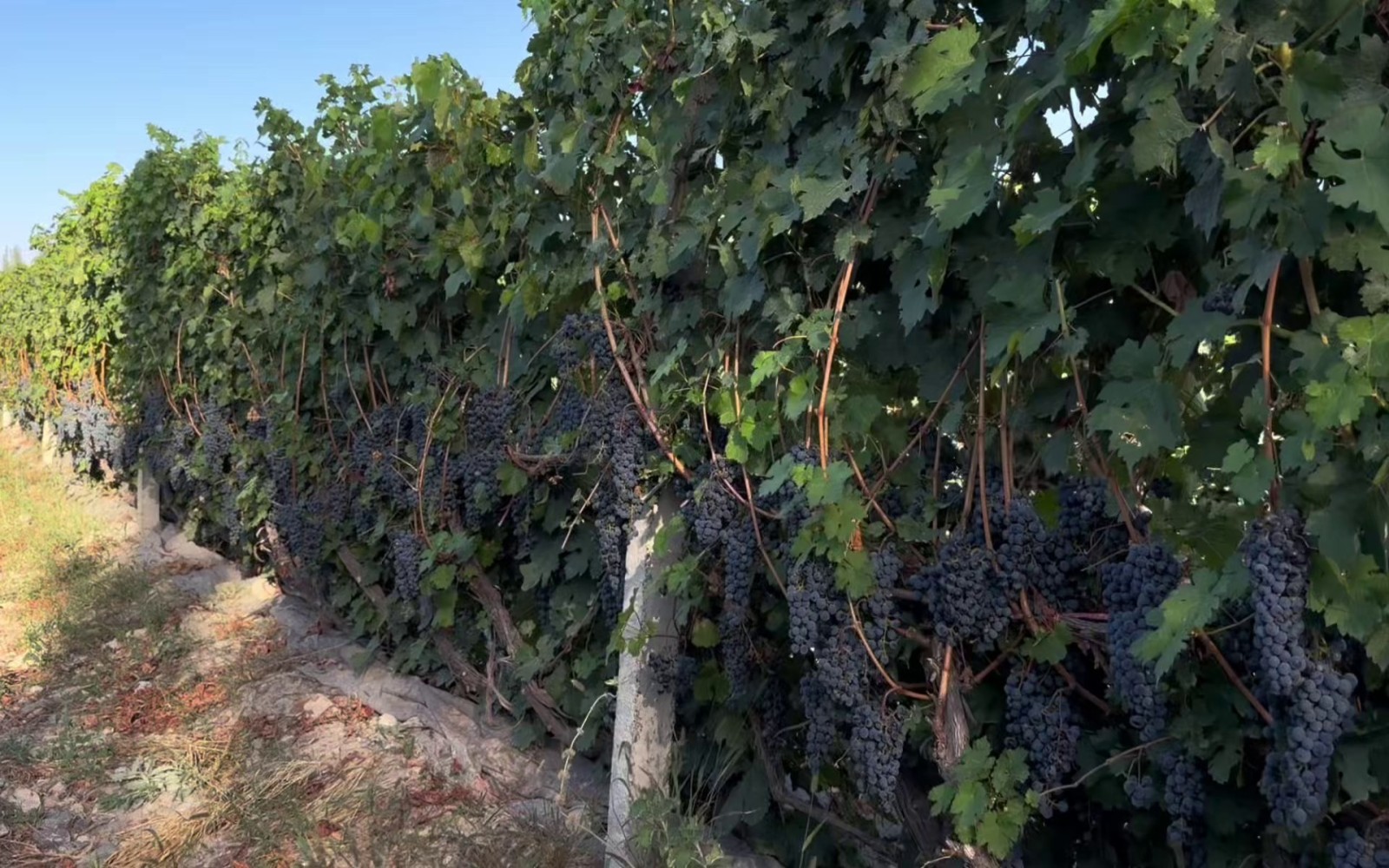 张裕巴保男爵酒庄种植基地一面坡架型酿酒葡萄